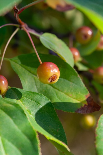 西甲-进球大战！安东尼闪击费兰半场戴帽 巴萨5-3贝蒂斯