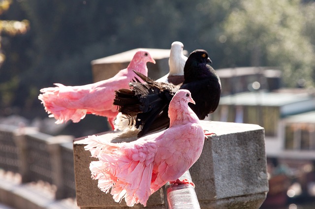 国安的发展 国安的发展